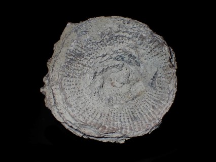 Fossil coral, petrification, cystiphyllum tenue, fossil, siluric around 430 million years old,