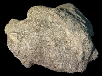 Fossil coral, petrification, Heliolites spec., fossil, Silurian about 430 million years old,
