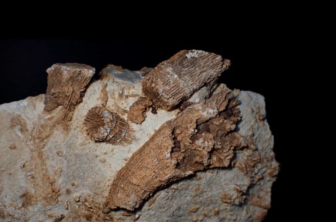 Fossil coral, petrification, Thecosmilia trichotoma., fossil, Malm, Jura, around 150 million years