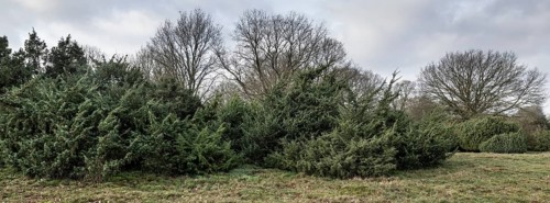 Juniper (Juniperus communis) and English oak (Quercus robur), Meppener Weide, Emsland, Lower