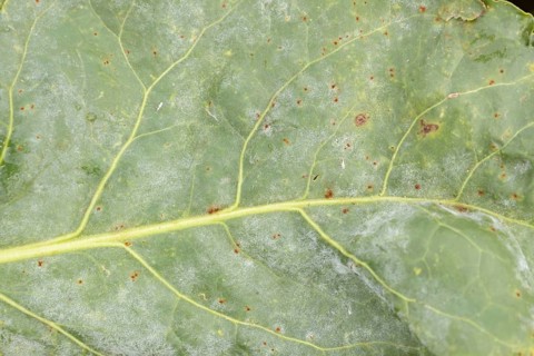 Sugar beet (Beta vulgaris) leaf with Rust (Uromyces betae) and Powdery mildew (fungal plant