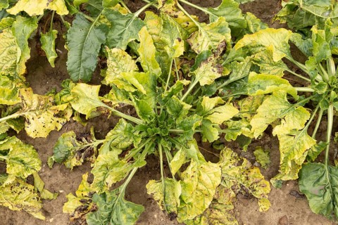 Sugar beet (Beta vulgaris) crop plants in a farm field infected with virus yellows plant pathogen,