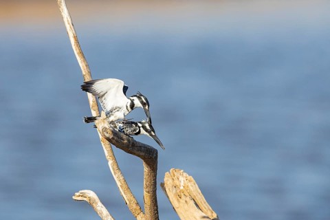 Pied Kingfisher (Ceryle rudis) mating Zambia August
