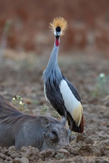 Crowned Crane (Balearica regulorum) and Worthog searching food South Luangwa NP Zambia August