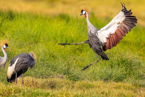 Crowned Crane (Balearica regulorum) courtship behavier South Luangwa NP Zambia August