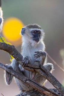 Vervet Monkey (Cercopithecus aethiops) South Luangwa NP Zambia August
