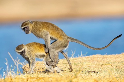 Vervet Monkey (Cercopithecus aethiops) mating South Luangwa NP Zambia August