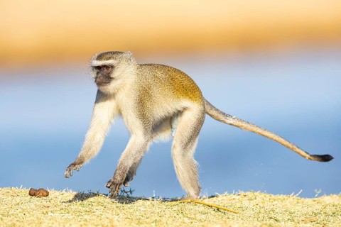 Vervet Monkey (Cercopithecus aethiops) South Luangwa NP Zambia August