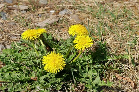 Dandelion (Taraxacum), yellow flowers at the edge of a field path, spring, Wilnsdorf, North