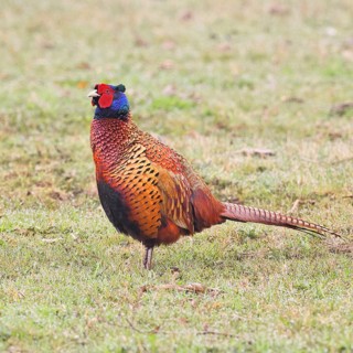 Pheasant, hunting pheasant (Phasianus colchicus), adult male bird in a meadow, wildlife, Lembruch,