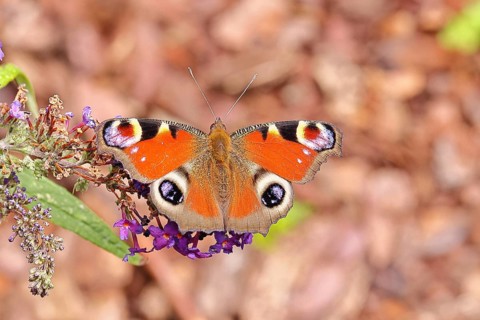 Peacock butterfly (Inachis io) sucking nectar on butterfly bush (Buddleja davidii), in a natural