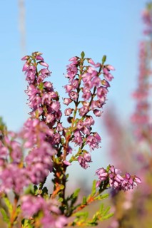 Flowering heather (Calluna vulgaris), heather, Trupacher Heide nature reserve, Siegen, North