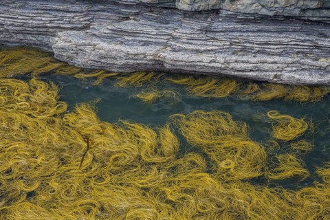 Seaweed in the water at Bridges of Ross, Kilballyowen, County Clare, Ireland