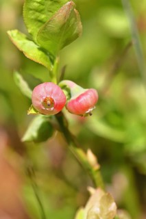 Blueberry blossom (Vaccinium myrtillus), European blueberry, blueberry, wild blueberry (Vaccinium