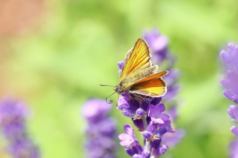 Large skipper (Ochlodes venatus), collecting nectar from a flower of Common lavender (Lavandula