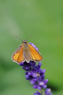 Large skipper (Ochlodes venatus), collecting nectar from a flower of Common lavender (Lavandula