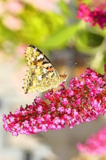 Thistle butterfly (Vanessa cardui) on a flower of the butterfly bush (Buddleja davidii), butterfly
