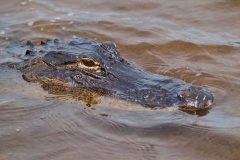 Close-up of an alligator head in water with visible skin texture, American alligator (Alligator