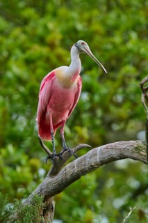 A pink bird resting on a branch and looking to the side, Roseate Spoonbill (Ajaja ajaja), Spring,