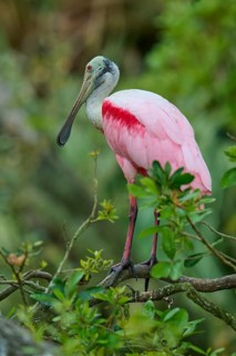 A pink bird sitting on branches in a dense green background, Roseate Spoonbill (Ajaja ajaja),