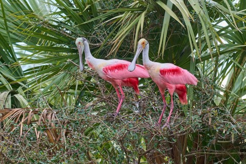 Two pink birds are perched on branches of dense bushes, Roseate Spoonbill (Ajaja ajaja), spring,