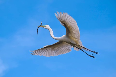 A magnificent bird flies with a branch through the blue sky, Great Egret (Egretta alba), spring,