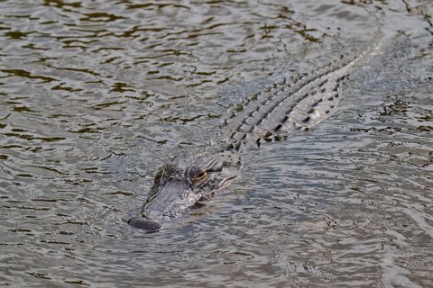 An alligator swimming just below the water surface and approaching, American alligator (Alligator