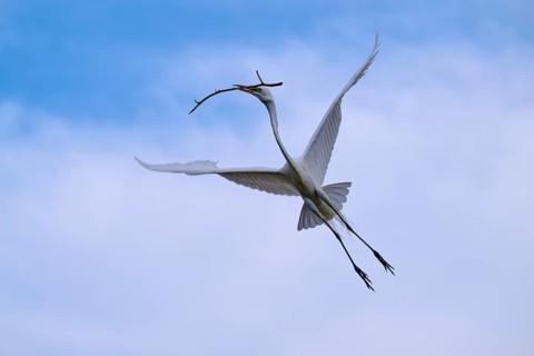 An elegant bird shot in the blue sky with a branch in its beak, Great Egret (Egretta alba), spring,