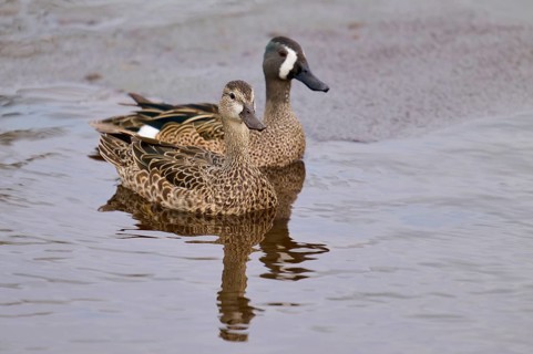 Two ducks swimming calmly on calm water. The plumage shows fine patterns, blue-winged teal (Spatula