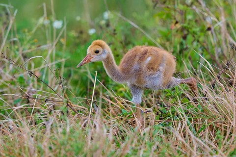 Young chick with brown fluff running through the grass of a natural environment, Canada cranes or