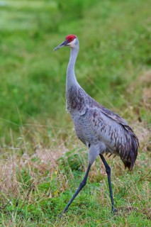 Crane with red head in a green, grassy natural area, Canada cranes or Florida cranes (Grus