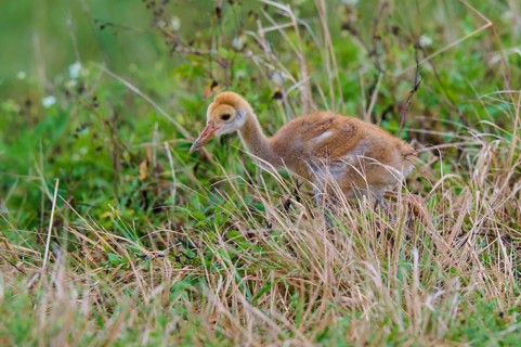 Chicks with brown fluff in the grass of a natural environment, Canada cranes or Florida cranes