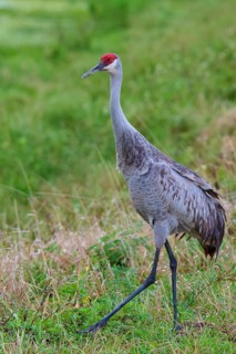 Crane with red head standing in the green grass of a natural environment, Canada cranes or Florida