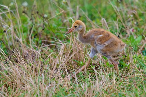 Young chick with brown fluff exploring the grass in a natural environment, Canada cranes or Florida