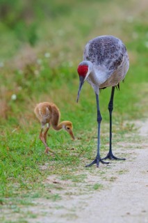 The crane and the chick are attentively searching for food along the wayside, Canada cranes or