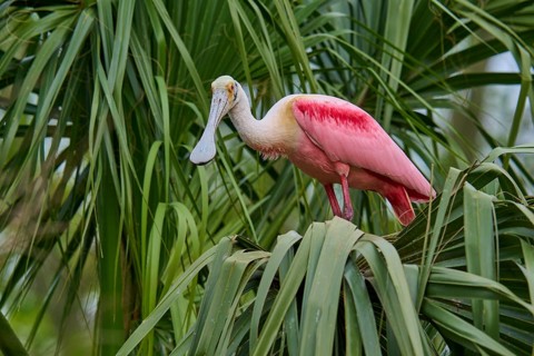 A pink bird peeks out of the palm frond-like leaves, Roseate Spoonbill (Ajaja ajaja), spring,