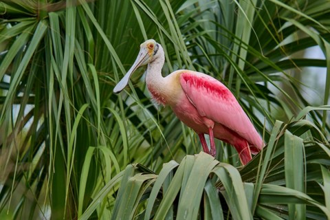 A roseate spoonbill sits in tropical palm trees and shows its exotic feathers, roseate spoonbill