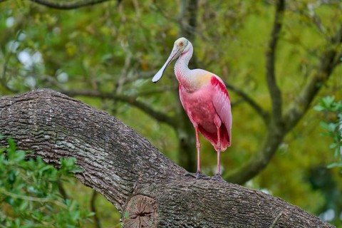 A pink bird stands on a tree trunk and looks into the surroundings, Roseate Spoonbill (Ajaja