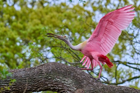 A pink bird spreads its wings to land on a branch, Roseate Spoonbill (Ajaja ajaja), spring, Orlando
