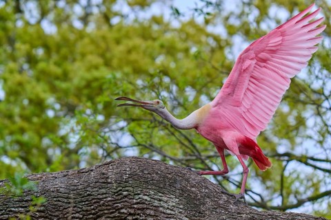 A pink bird stands with spread wings on a branch, Roseate Spoonbill (Ajaja ajaja), spring, Orlando