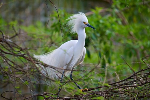 A white heron with conspicuous feathers sits on a branch surrounded by green vegetation, Great