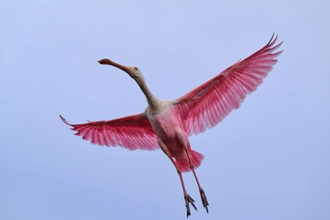 A pink bird flies with outstretched wings in the sky, Roseate Spoonbill (Ajaja ajaja), Spring,