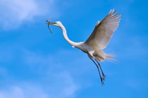 A white egret flies with outstretched wings against a clear blue sky, Great Egret (Egretta alba),