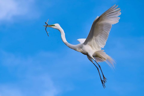An elegant bird soars into the sky with a branch in its beak, Great Egret (Egretta alba), spring,