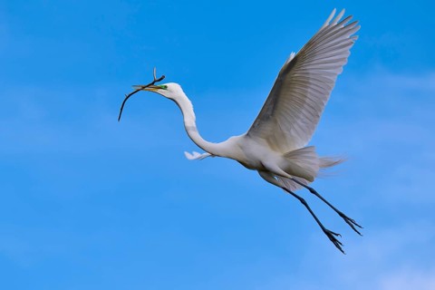 A majestic bird flies with a branch in the wide blue sky, Great Egret (Egretta alba), spring,