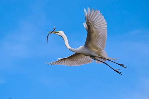An elegant bird with a branch flies over the clear blue sky, Great Egret (Egretta alba), spring,