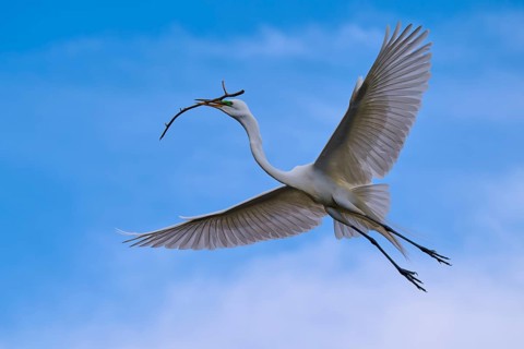 A magnificent bird carries a branch through the wide blue sky, Great Egret (Egretta alba), spring,