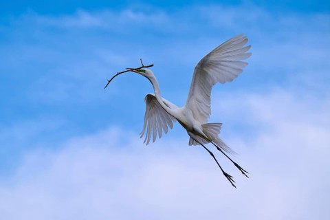 An elegant bird soars with a branch through the clear sky, Great Egret (Egretta alba), spring,
