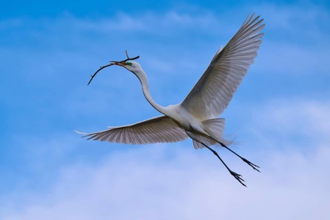 An elegant bird flies with a branch over the wide blue sky, Great Egret (Egretta alba), spring,