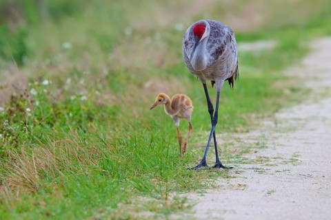 A crane and a chick walking along a rural path in green surroundings, Canada cranes or Florida